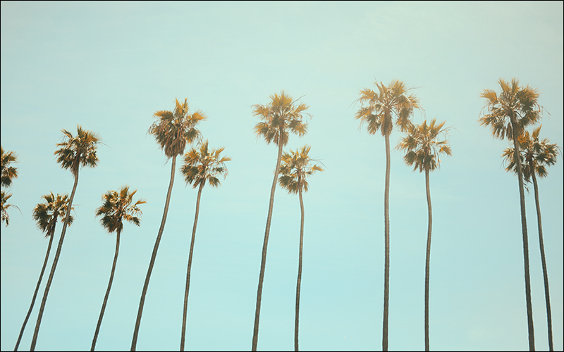Photo of palm trees.