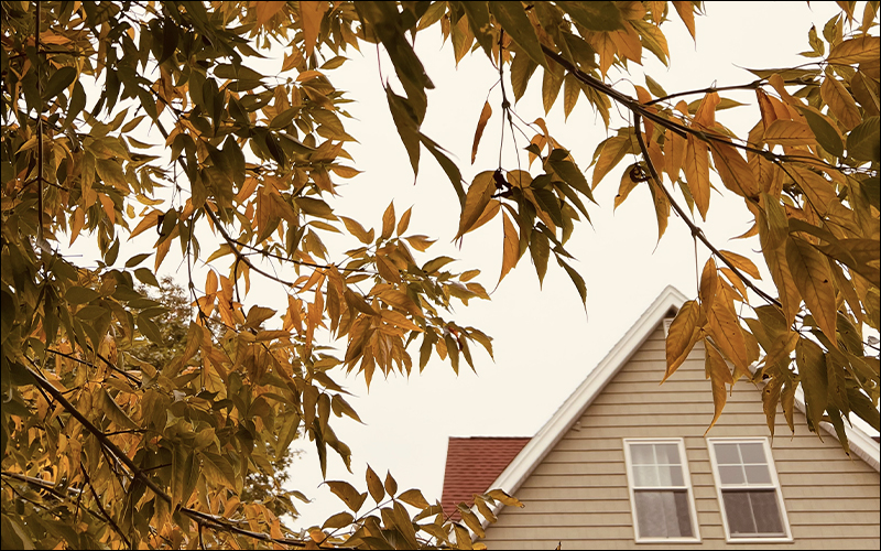 Fall leaves on tree with house in background.