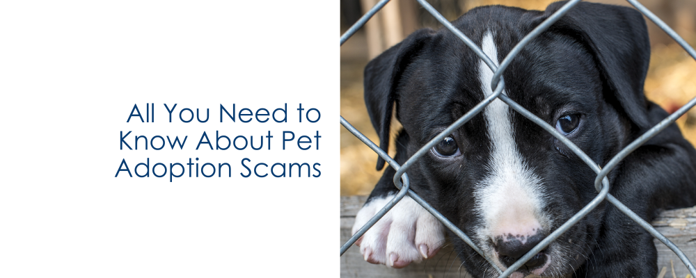 All You Need to Know About Pet Adoption Scams